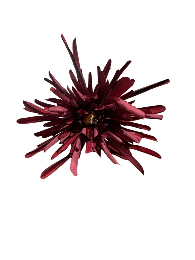 Flor crisantemo araña