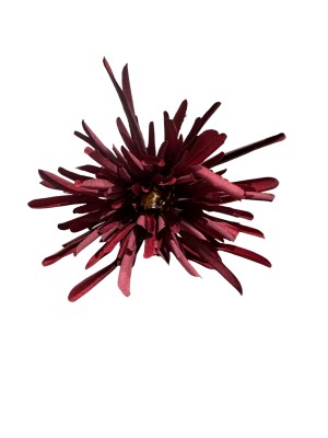 Flor crisantemo araña