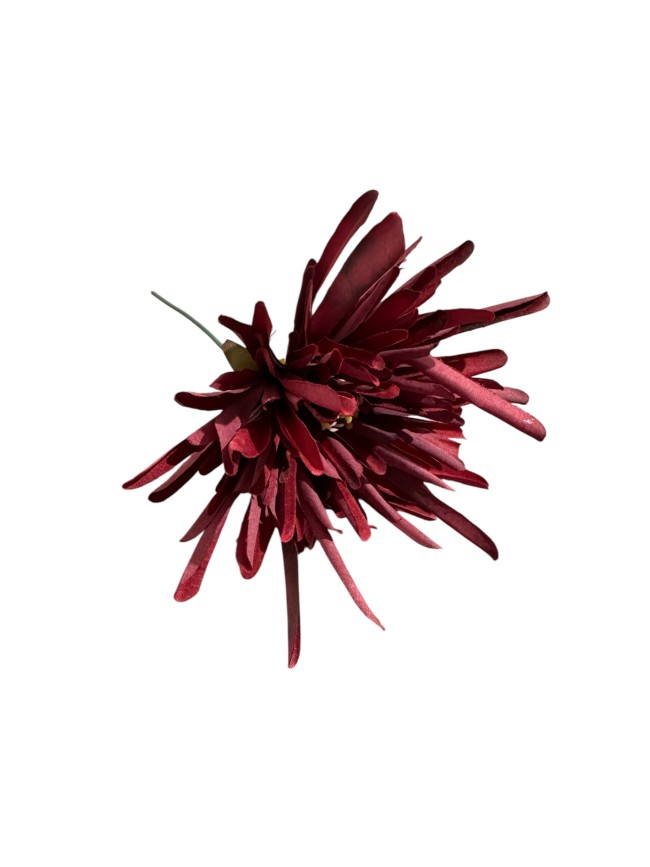 Flor crisantemo araña