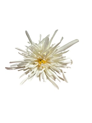 Flor crisantemo araña