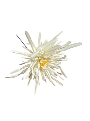 Flor crisantemo araña