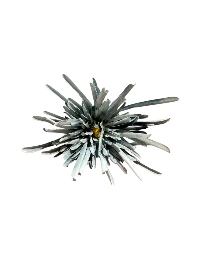 Flor crisantemo araña