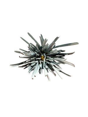 Flor crisantemo araña