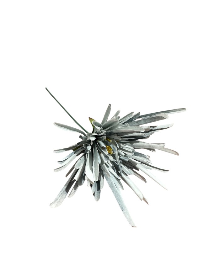 Flor crisantemo araña