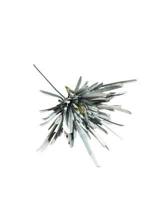 Flor crisantemo araña