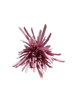 Flor crisantemo araña