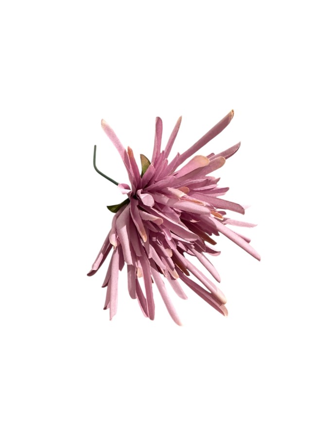 Flor crisantemo araña