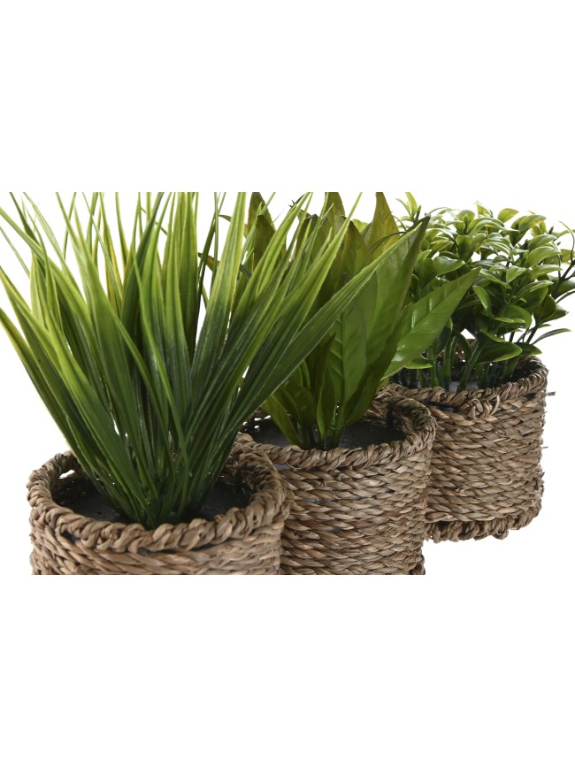 Planta fibra Item