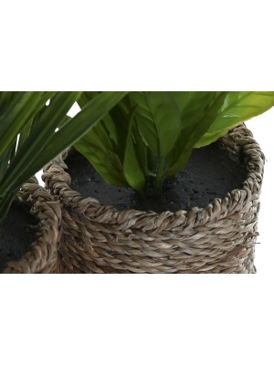 Planta fibra Item