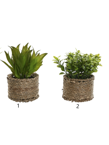 Planta fibra Item