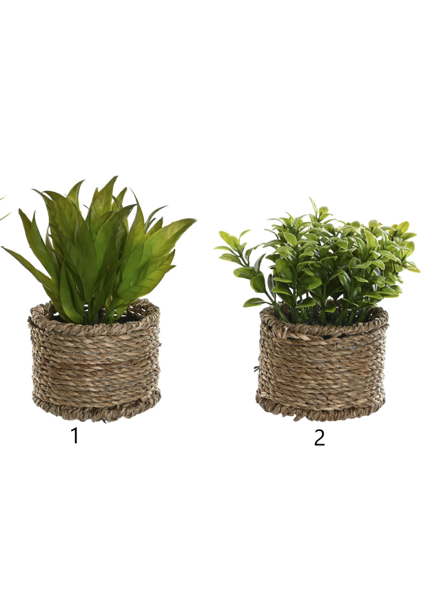 Planta fibra Item