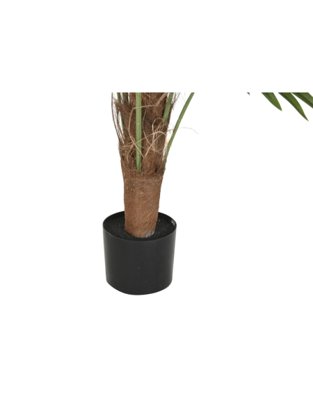 Planta palmera Item 2