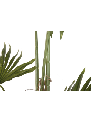 Planta palmera Item