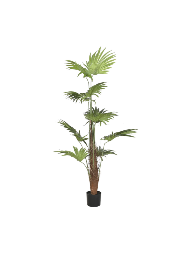 Planta palmera Item