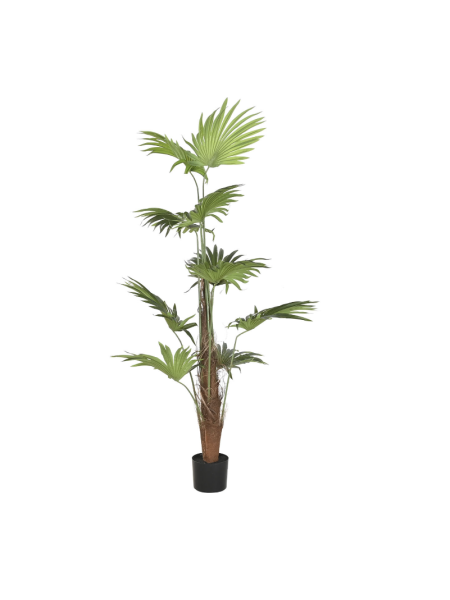 Planta palmera Item